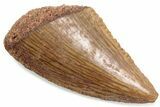 Serrated Raptor Tooth Tip - Real Dinosaur Tooth #376401-1